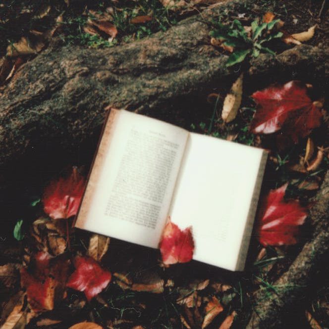 opened book on tree root